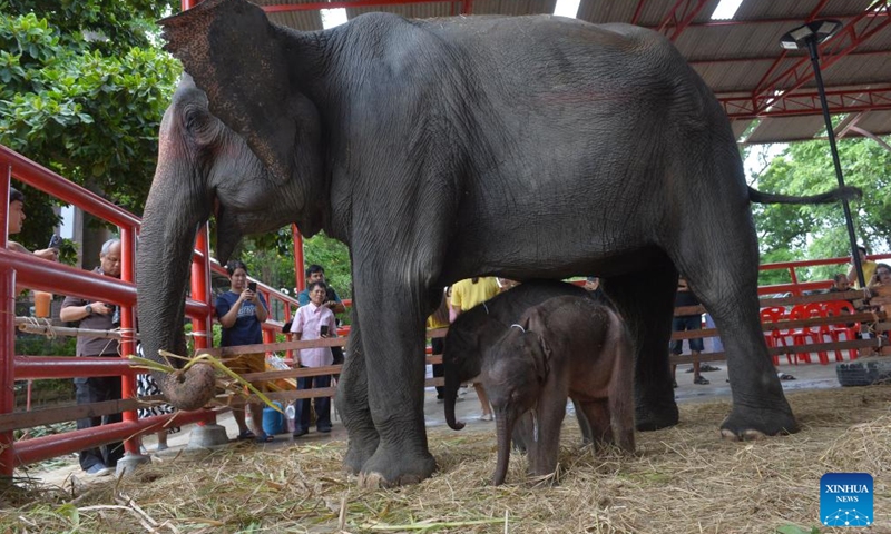 Elephant babies are pictured at Phaniad Luang Elephant Village in Ayutthaya Province, Thailand, June 10, 2024. Pangjamjuri, a 36-year-old female elephant gave birth to twin elephants, one male and one female, here on the evening of June 7. (Photo: Xinhua)