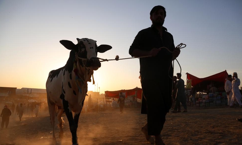 A vendor walks with his cow at a livestock market ahead of Eid al-Adha festival in Islamabad, capital of Pakistan on June 11, 2024. (Photo: Xinhua)