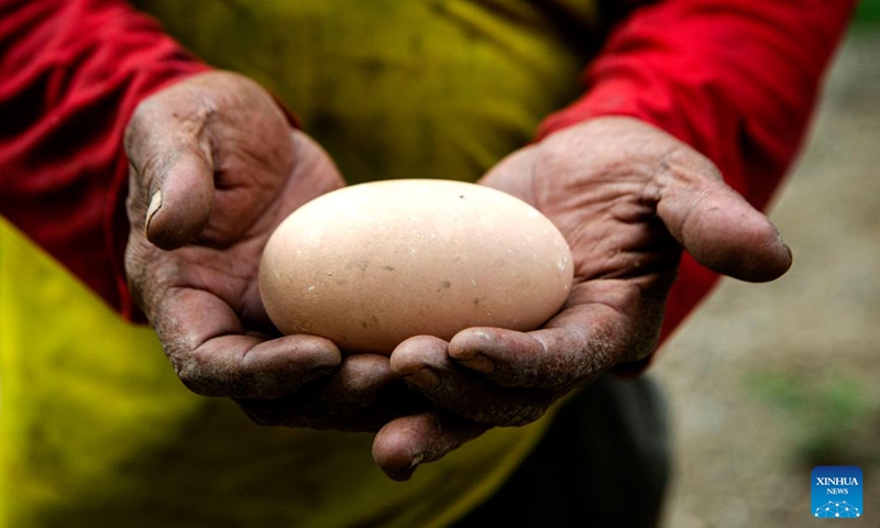 A local villager shows a maleo egg at Lore Lindu National Park in Central Sulawesi, Indonesia, June 10, 2024. The maleo (Macrocephalon maleo) is endemic to the Indonesian island of Sulawesi and the nearby island of Buton, where it lives in tropical lowland and mountain forests. (Photo: Xinhua)