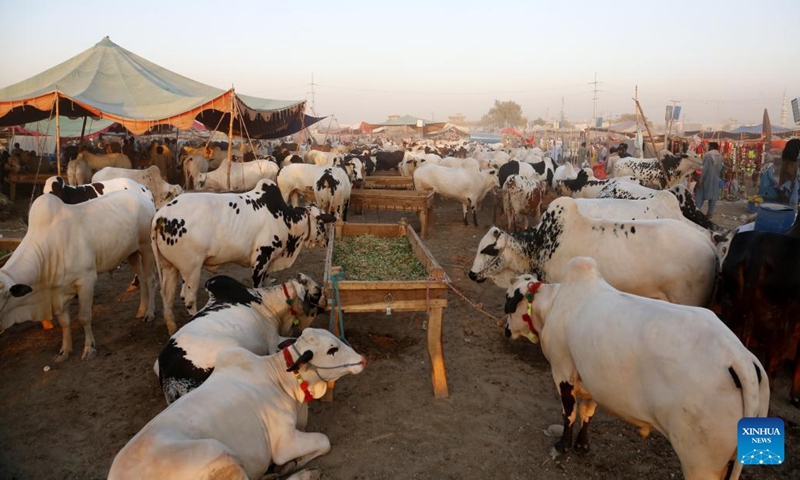 People visit a livestock market ahead of Eid al-Adha festival in Islamabad, capital of Pakistan on June 11, 2024.  (Photo: Xinhua)