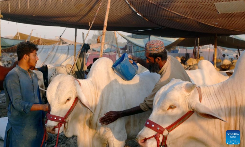 A vendor cleans his cow at a livestock market ahead of Eid al-Adha festival in Islamabad, capital of Pakistan on June 11, 2024. (Photo: Xinhua)