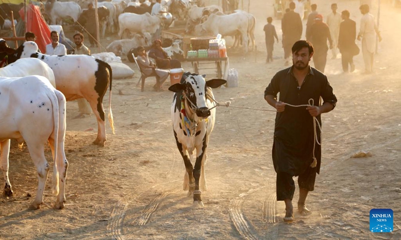 A vendor walks with his cow at a livestock market ahead of Eid al-Adha festival in Islamabad, capital of Pakistan on June 11, 2024. (Photo: Xinhua)