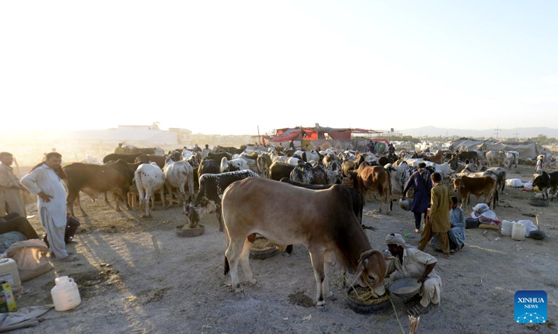 People visit a livestock market ahead of Eid al-Adha festival in Islamabad, capital of Pakistan on June 11, 2024. (Photo: Xinhua)