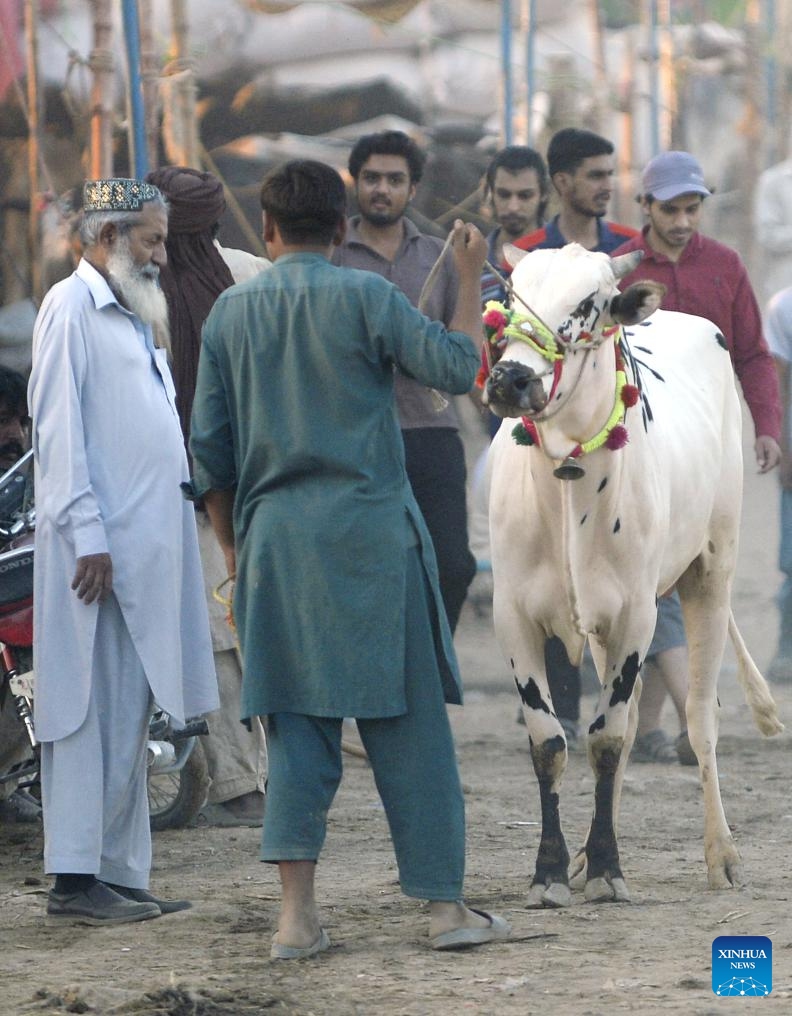 People visit a livestock market ahead of Eid al-Adha festival in Islamabad, capital of Pakistan on June 11, 2024. (Photo: Xinhua)
