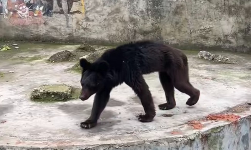 Black bear Photo: screenshot from a video posted by a netizen