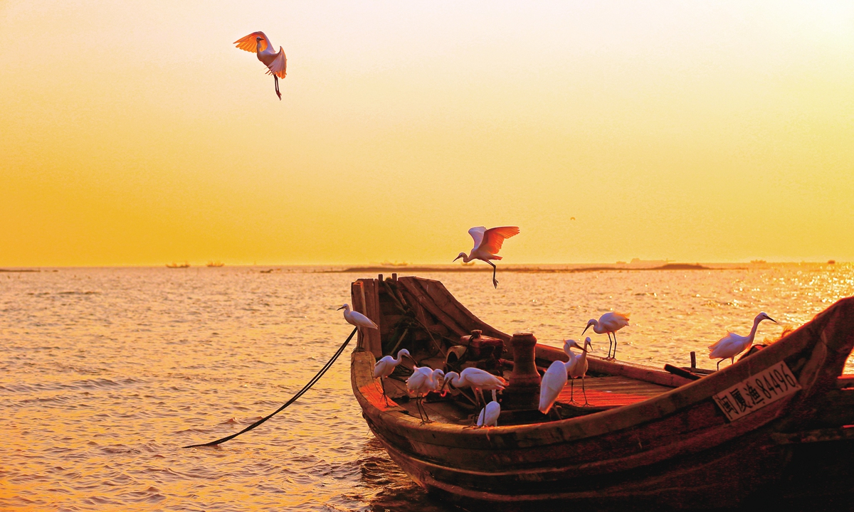 As the signature bird of Xiamen, Egrets have become a dynamic tourist attraction of the city. Photo: VCG