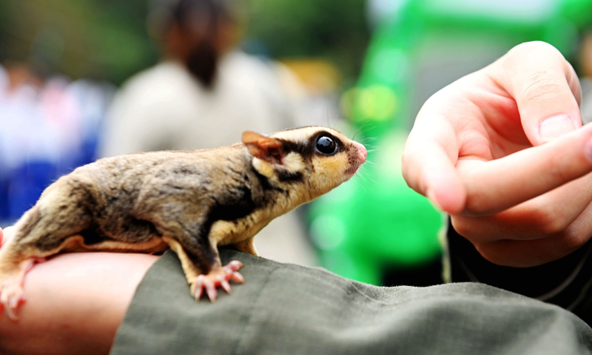 Sugar glider Photo: VCG