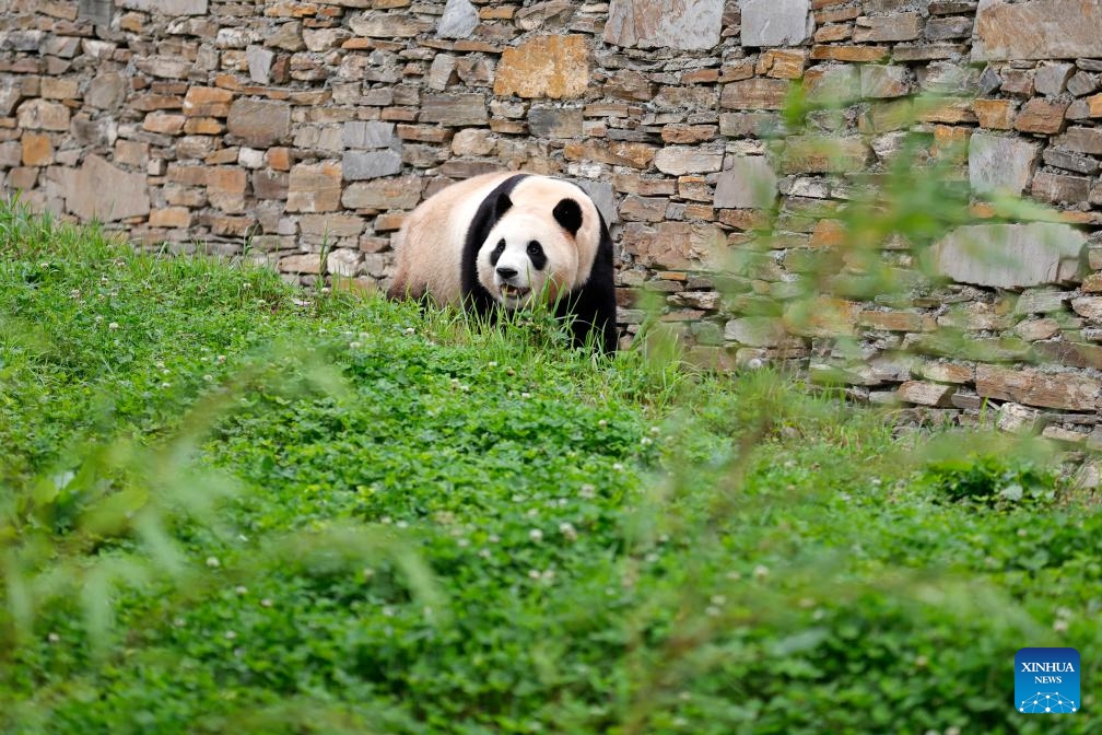 Giant panda Fu Bao is seen at its enclosure in the Shenshuping giant panda base of Wolong National Nature Reserve in southwest China's Sichuan Province, June 12, 2024.(Photo: Xinhua)