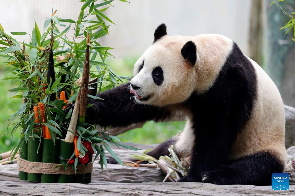 Giant panda Fu Bao dines at its enclosure in the Shenshuping giant panda base of Wolong National Nature Reserve in southwest China's Sichuan Province, June 12, 2024.(Photo: Xinhua)