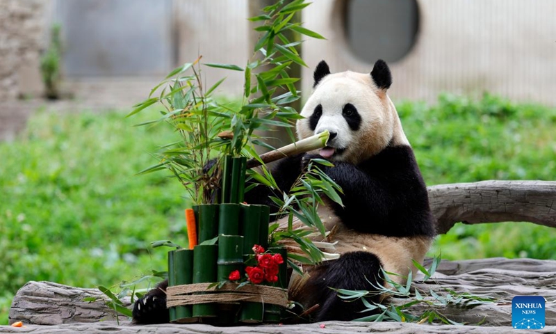 Giant panda Fu Bao dines at its enclosure in the Shenshuping giant panda base of Wolong National Nature Reserve in southwest China's Sichuan Province, June 12, 2024. Fu Bao, the first giant panda born in the Republic of Korea, met the public on Wednesday morning after returning to southwest China's Sichuan Province, the hometown of pandas.(Photo: Xinhua)