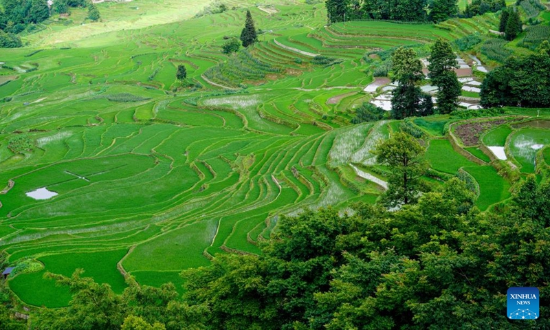 This photo taken on June 14, 2024 shows a view of Hani terraced fields in Yuanyang County of Honghe Hani and Yi Autonomous Prefecture, southwest China's Yunnan Province. (Photo: Xinhua)