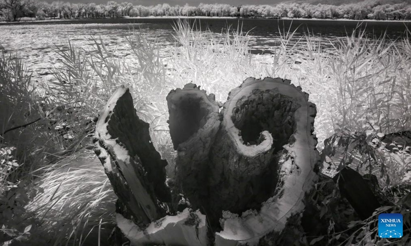 This photo taken on June 14, 2024 shows an infrared view of the Summer Palace in Beijing, capital of China. (Photo: Xinhua)