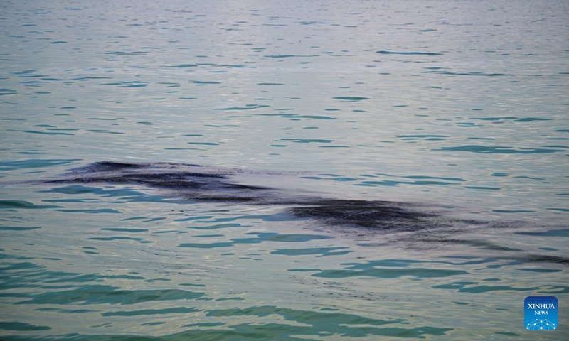 This photo taken on June 16, 2024 shows oil slicks on the water surface of East Coast Park in Singapore. Oil spillage was observed along beaches on Singapore's resort Sentosa island and the waters were closed for clean-up works, the island management authority said Saturday. A Netherlands-flagged dredger collided with a Singapore-flagged bunker vessel at Pasir Panjang Terminal near Sentosa on Friday, leading to oil leakage. (Photo: Xinhua)