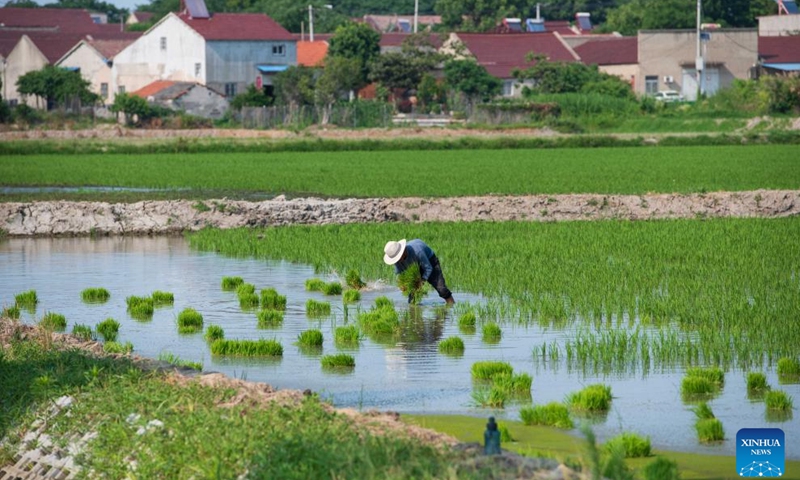 A villager works in the rice field near Chaohu Lake in Huailin Township of Chaohu City, east China's Anhui Province, June 17, 2024. In recent years, local authorities in Chaohu Lake in east China's Anhui Province and Datong Lake in central China's Hunan Province have promoted green rice planting and smart farming through fertilizer reduction and efficiency improvement, prevention and control of diseases and pests, and the establishment of smart agricultural platforms, so as to improve agricultural development.(Photo: Xinhua) 