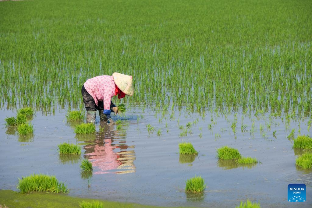 A villager works in the rice field near Chaohu Lake in Huailin Township of Chaohu City, east China's Anhui Province, June 17, 2024. In recent years, local authorities in Chaohu Lake in east China's Anhui Province and Datong Lake in central China's Hunan Province have promoted green rice planting and smart farming through fertilizer reduction and efficiency improvement, prevention and control of diseases and pests, and the establishment of smart agricultural platforms, so as to improve agricultural development.(Photo: Xinhua) 