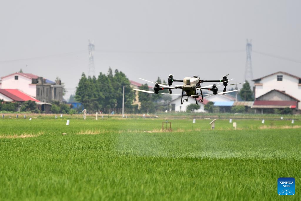 A plant protection drone works at a smart planting base in Datonghu District of Yiyang City, central China's Hunan Province, June 6, 2024. In recent years, local authorities in Chaohu Lake in east China's Anhui Province and Datong Lake in central China's Hunan Province have promoted green rice planting and smart farming through fertilizer reduction and efficiency improvement, prevention and control of diseases and pests, and the establishment of smart agricultural platforms, so as to improve agricultural development.(Photo: Xinhua) 