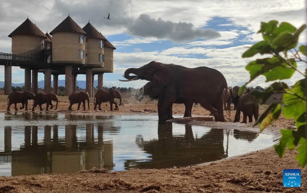 This photo taken with a mobile phone shows elephants in Taita Hills Wildlife Sanctuary, Taita-Taveta County, Kenya, Oct. 28, 2023.(Photo: Xinhua)