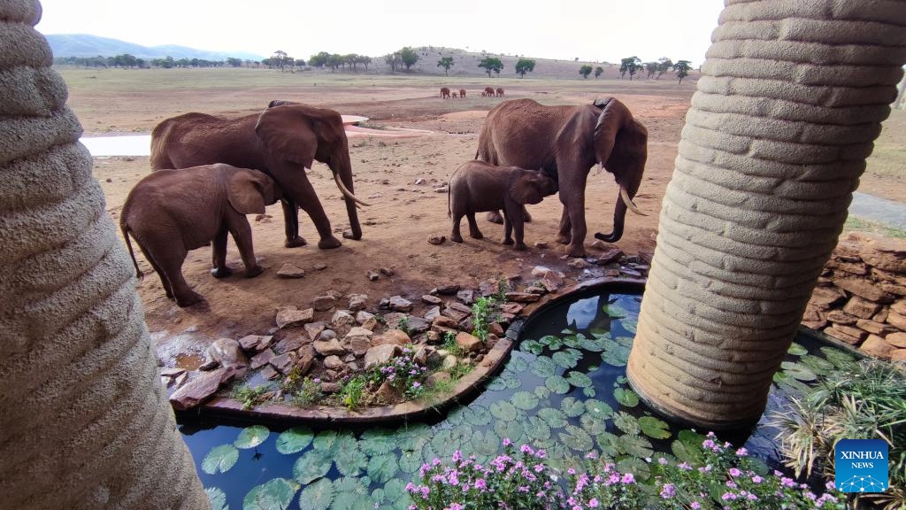 This photo taken with a mobile phone shows elephants in Taita Hills Wildlife Sanctuary, Taita-Taveta County, Kenya, Oct. 28, 2023.(Photo: Xinhua)