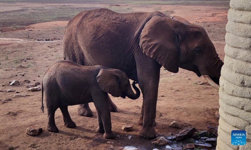 This photo taken with a mobile phone shows elephants in Taita Hills Wildlife Sanctuary, Taita-Taveta County, Kenya, Oct. 28, 2023.(Photo: Xinhua)