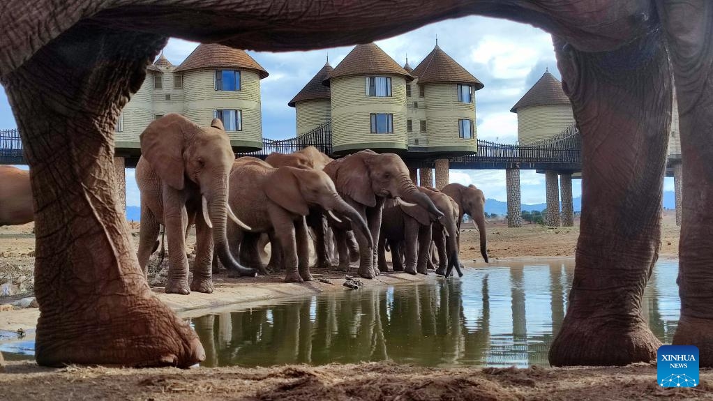 This photo taken with a mobile phone shows elephants in Taita Hills Wildlife Sanctuary, Taita-Taveta County, Kenya, Oct. 28, 2023.(Photo: Xinhua)