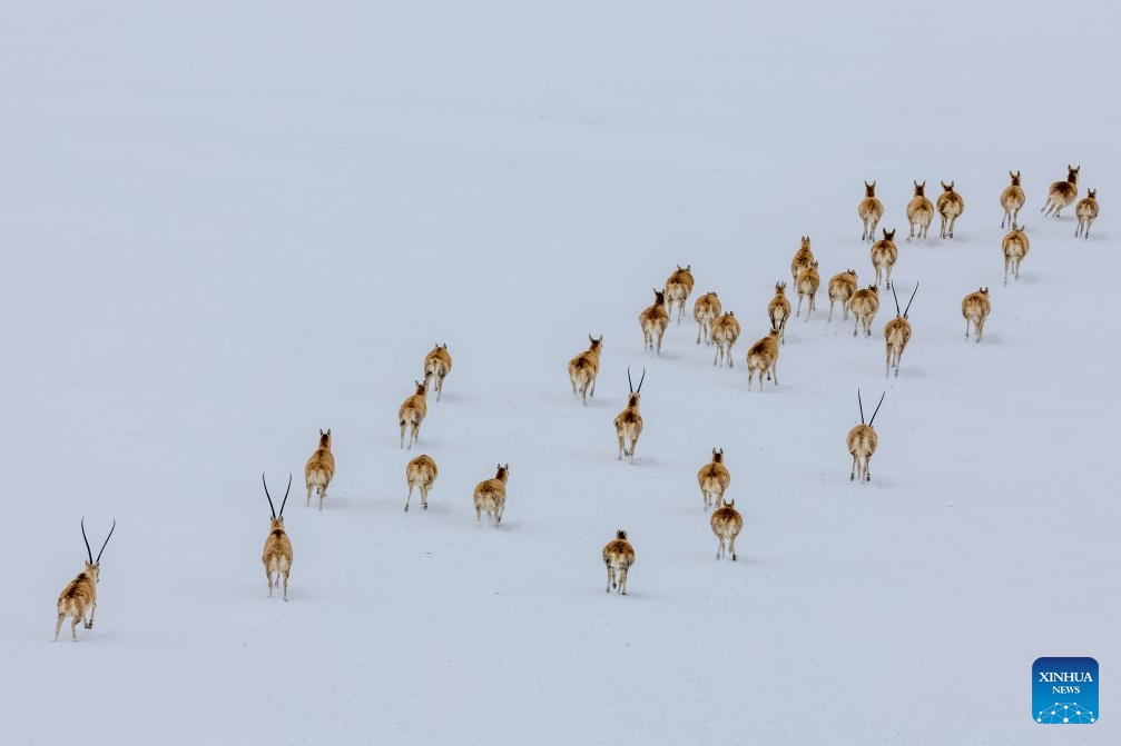 Male Tibetan antelopes guard the femle ones during their migration to their birth-giving ground in Qiangtang National Nature Reserve in southwest China's Xizang Autonomous Region, May 8, 2024. Tens of thousands of pregnant Tibetan antelopes start their migration around May every year for birth-giving and would return with their calves in late July. Their natural enemies including wolves and bears are always there to ambush them.(Photo: Xinhua)