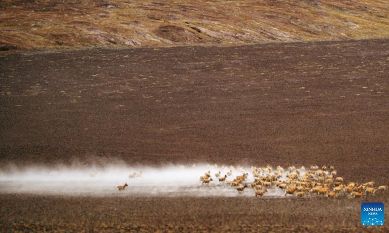Tibetan antelopes are on migration in Qiangtang National Nature Reserve in southwest China's Xizang Autonomous Region, June 13, 2024. Tens of thousands of pregnant Tibetan antelopes start their migration around May every year for birth-giving and would return with their calves in late July. Their natural enemies including wolves and bears are always there to ambush them.(Photo: Xinhua)
