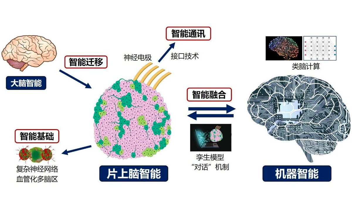 Chinese researchers develop first open-source brain-on-chip interface ...