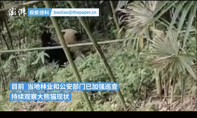 Wild giant panda Photo: screenshot fro The Paper
