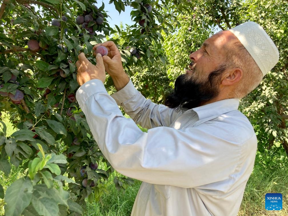 A farmer picks plums at an orchard in the outskirt of Zhari district, south Afghanistan's Kandahar Province, June 27, 2024. As the plum harvest season begins, farmers are busy harvesting fresh fruit on the outskirts of Kandahar Province, southern Afghanistan. (Photo: Xinhua)