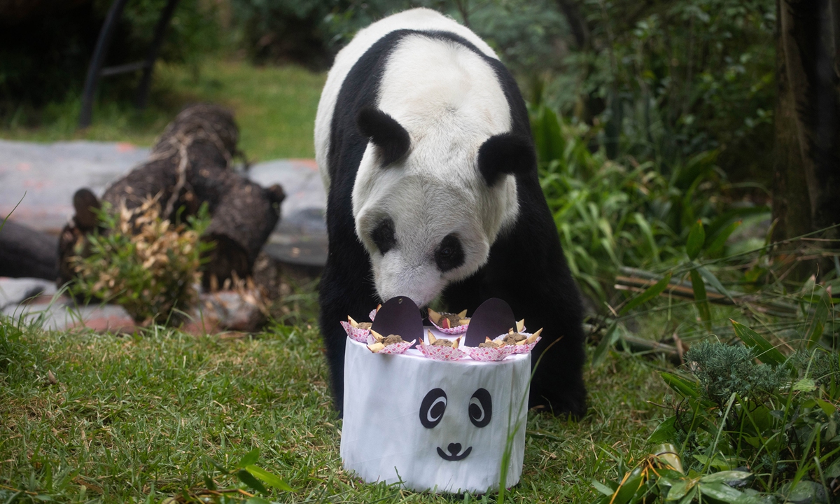 Photo released on June 28, 2024 shows female giant panda Xin Xin eating a special cake made from her favorite food to celebrate her 34th birthday, at Chapultepec Zoo, in Mexico City, Mexico. Xin Xin is the only panda in Latin America and one of the oldest pandas in the world. Photo: VCG
