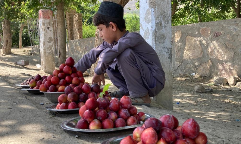 A boy sells plums at an orchard in Zhari district, south Afghanistan's Kandahar Province, June 27, 2024. As the plum harvest season begins, farmers are busy harvesting fresh fruit on the outskirts of Kandahar Province, southern Afghanistan. (Photo: Xinhua)