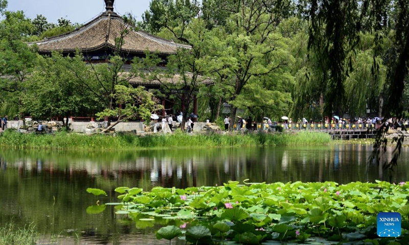 Visitors enjoy blooming lotus flowers at Yuanmingyuan Park in Beijing, capital of China, June 30, 2024. (Xinhua/Li Xin)