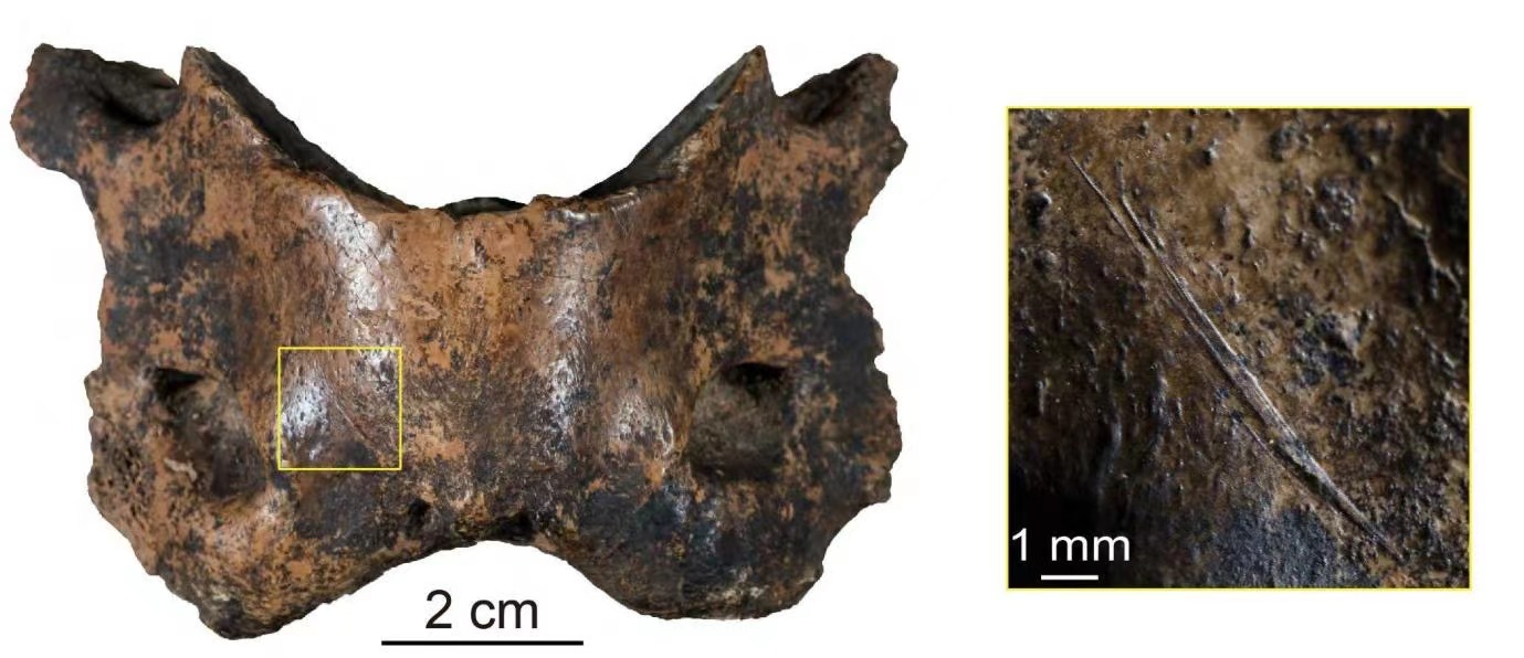Many of the bones recovered from Baishiya Karst Cave, like this spotted hyena atlas, contain traces of human activities such as cut marks. Photo: Courtesy of Zhang Dongju's Group from Lanzhou University