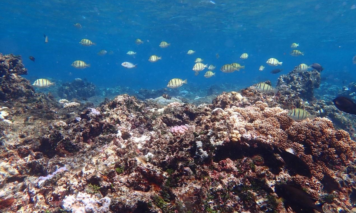 Coral reefs and abundant fishes in Huangyan Dao area Photo: Courtesy of South China Institute of Environmental Sciences under China Ministry of Ecology and Environment