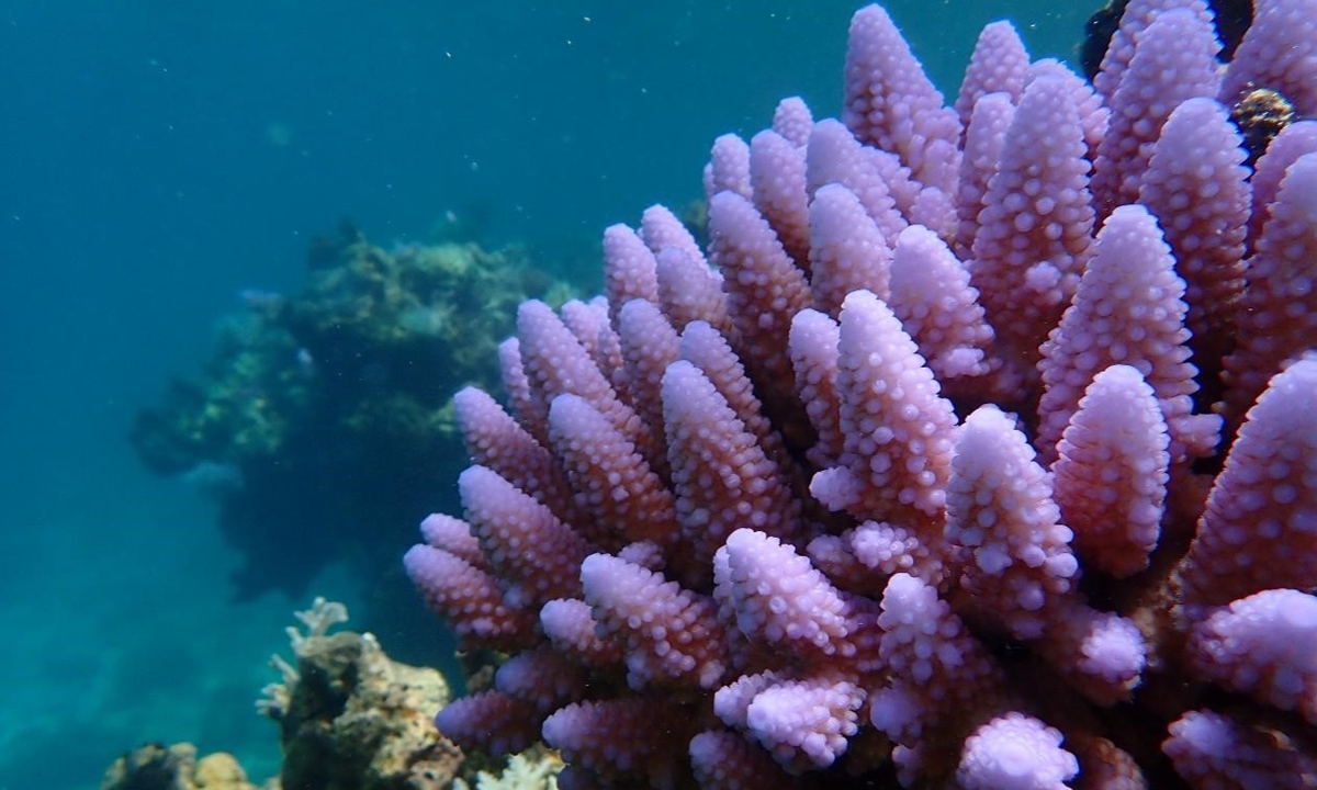 Live coral reefs in the lagoon of Huangyan Dao Photo: Courtesy of South China Institute of Environmental Sciences under China Ministry of Ecology and Environment