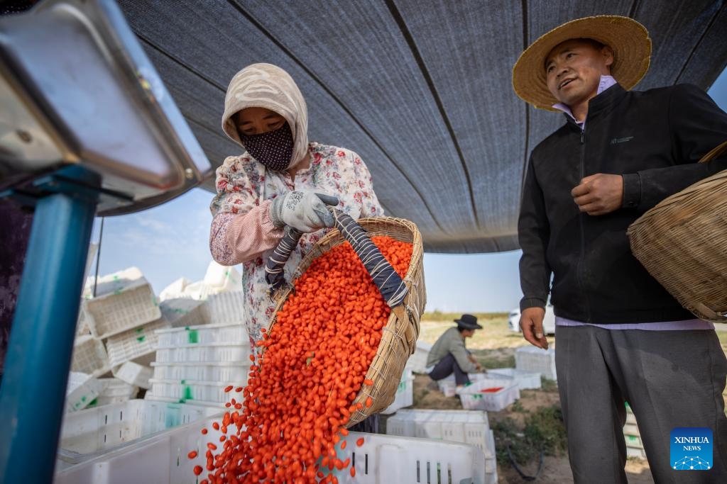 Farmers weigh harvested goji berries at a goji berry producing base in Tongxin County of Wuzhong, northwest China's Ningxia Hui Autonomous Region, July 11, 2024. Tongxin County is witnessing the harvest season for its 51,000 mu (about 3,400 hectares) goji berry base. (Photo: Xinhua)