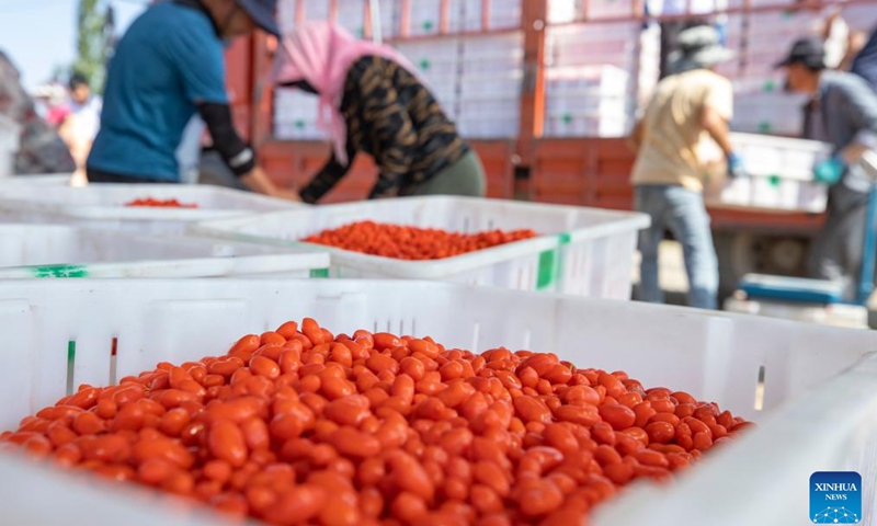 Farmers load harvested goji berries onto a truck at a goji berry producing base in Tongxin County of Wuzhong, northwest China's Ningxia Hui Autonomous Region, July 11, 2024. Tongxin County is witnessing the harvest season for its 51,000 mu (about 3,400 hectares) goji berry base. (Photo: Xinhua)