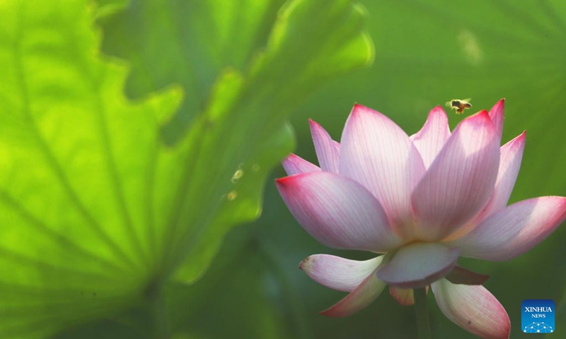 This photo taken on July 14, 2024 shows a lotus flower at Nanhu Park in Hengyang, central China's Hunan Province. (Photo by Cao Zhengping/Xinhua)