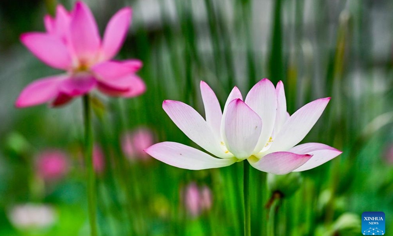 This photo taken on July 12, 2024 shows lotus flowers at a park in Qingzhou, east China's Shandong Province. (Photo by Wang Jilin/Xinhua)