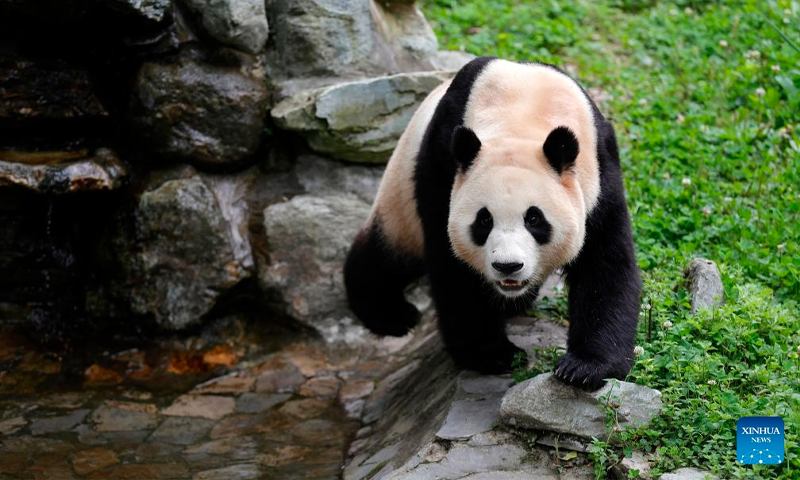 Giant panda Fu Bao is seen at its enclosure in the Shenshuping giant panda base of Wolong National Nature Reserve in southwest China's Sichuan Province, June 12, 2024. Photo: Xinhua