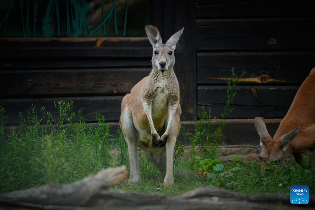 A kangaroo is pictured amid heatwave at the Warsaw Zoo in Warsaw, Poland, July 16, 2024. (Photo: Xinhua)