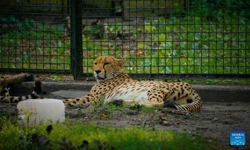 A cheetah is pictured amid heatwave at the Warsaw Zoo in Warsaw, Poland, July 16, 2024. (Photo: Xinhua)