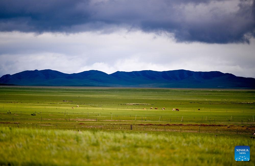 This photo taken on July 16, 2024 shows the scenery of a grassland in West Ujimqin Banner of Xilingol League, north China's Inner Mongolia Autonomous Region. (Photo: Xinhua)