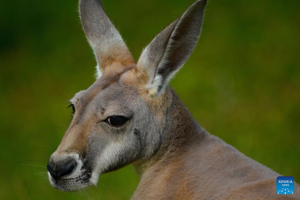 A kangaroo is pictured amid heatwave at the Warsaw Zoo in Warsaw, Poland, July 16, 2024. (Photo: Xinhua)