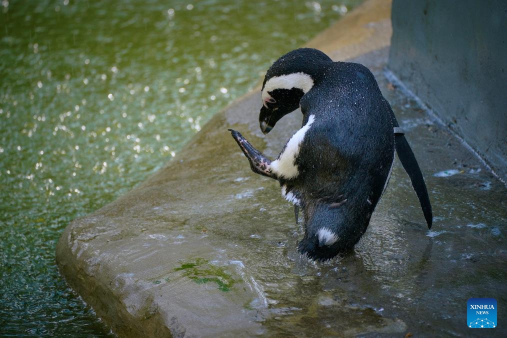A penguin cools off at the Warsaw Zoo in Warsaw, Poland, July 16, 2024. (Photo: Xinhua)