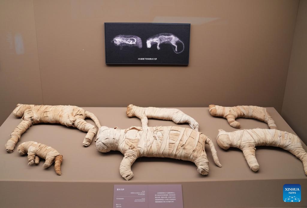 This photo taken on July 17, 2024 shows cat mummies during a preview of the exhibition On Top of the Pyramid: The Civilization of Ancient Egypt at the Shanghai Museum in east China's Shanghai. The opening ceremony of the exhibition was held Wednesday at the Shanghai Museum on the People's Square of the city. (Photo: Xinhua)