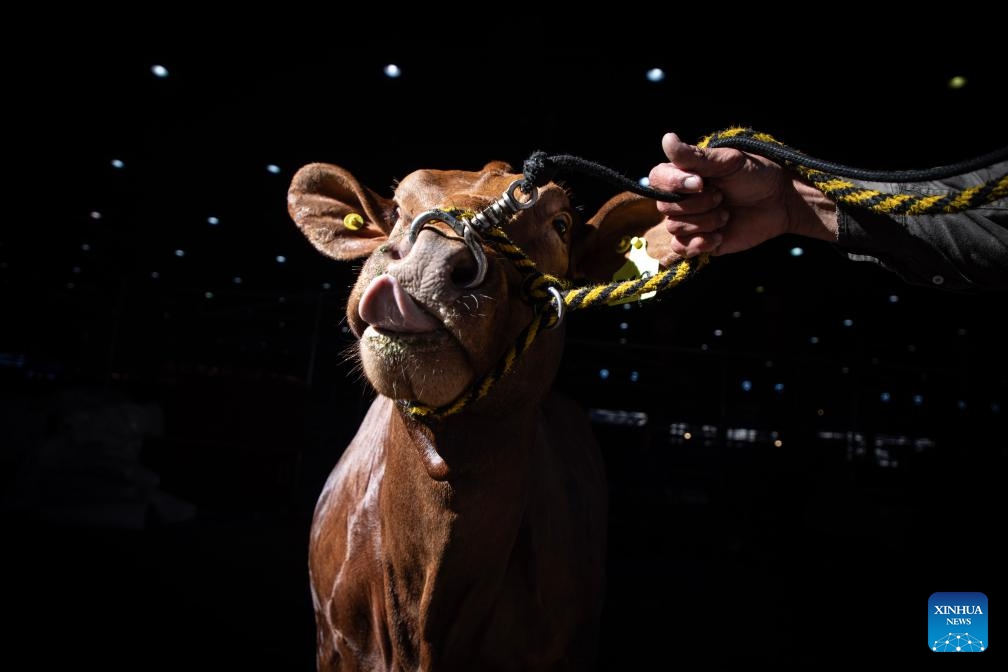 A caregiver moves a bovine on display during the 136th edition of the Livestock, Agriculture and Industry Exhibition in Buenos Aires, Argentina on July 18, 2024. (Photo: Xinhua)