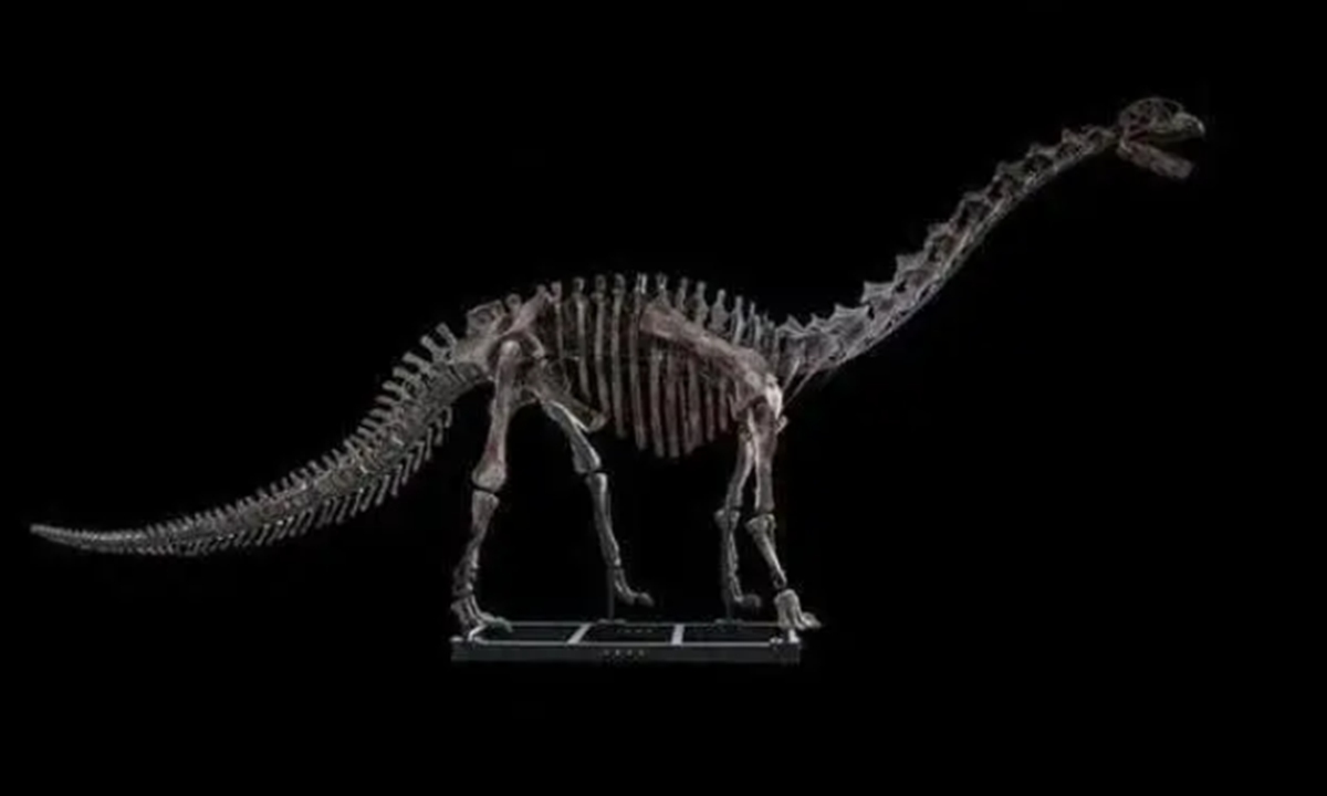 Brachiosaurus Fossil Brachiosaurus Fossil