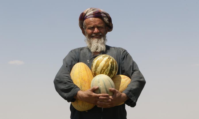An Afghan farmer carries melons during harvest in Jawzjan province, northern Afghanistan, July 25, 2024. Photo: Xinhua