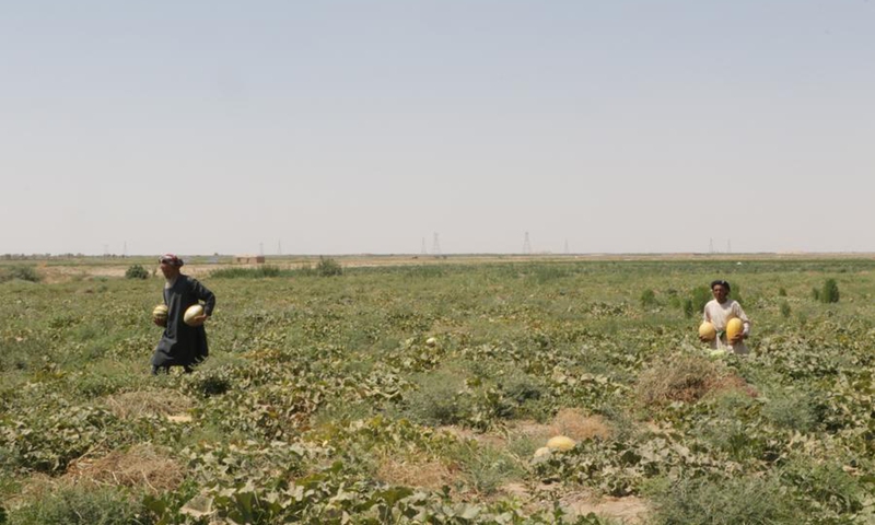 Afghan farmers harvest melons in Jawzjan province, northern Afghanistan, July 25, 2024. Photo: Xinhua